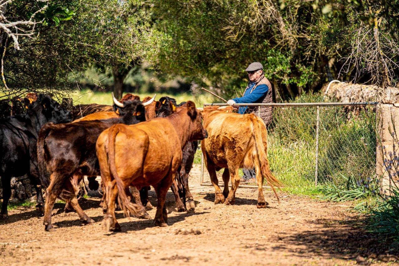 Finca Agroturismo Son Menut フェラニチ エクステリア 写真