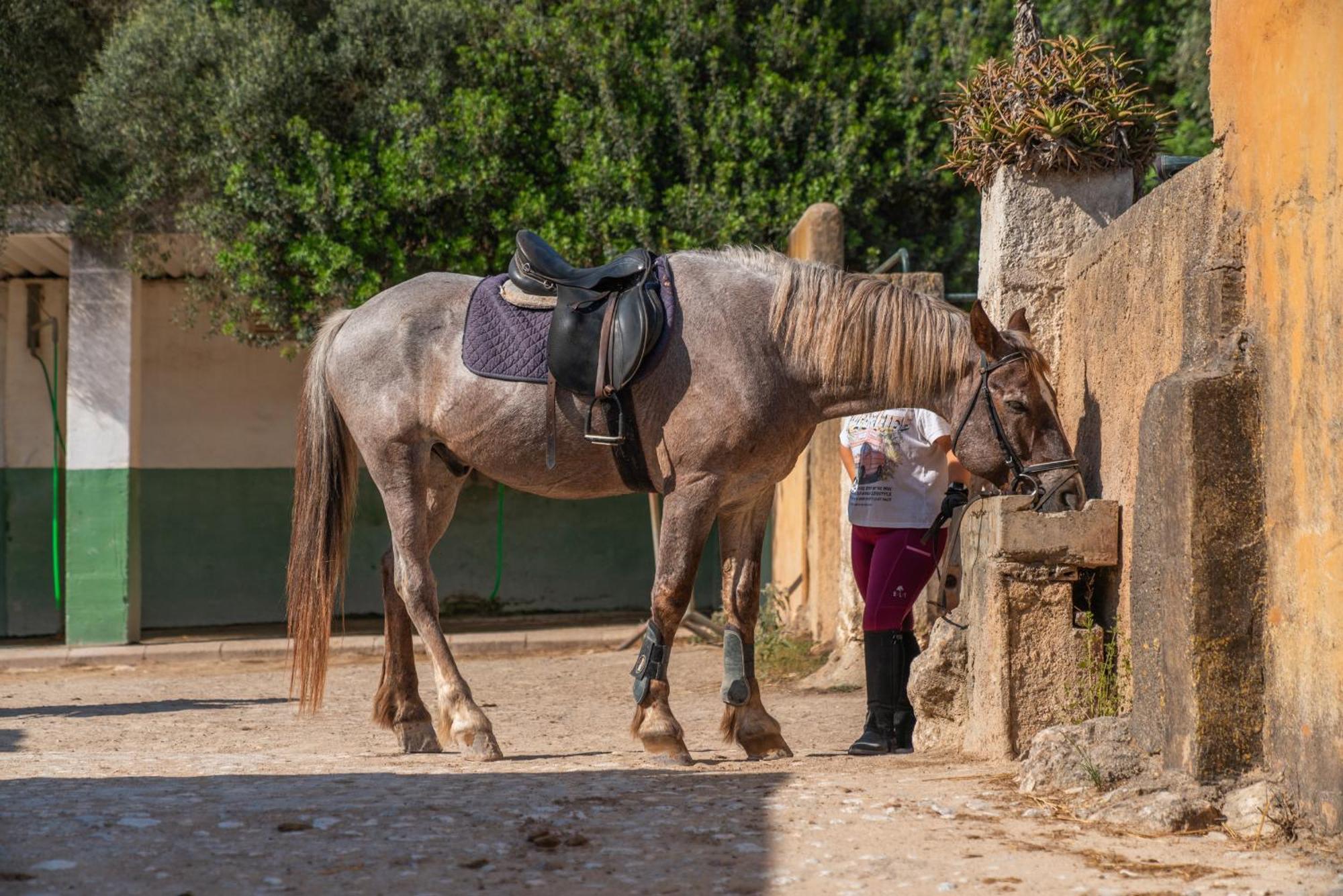 Finca Agroturismo Son Menut フェラニチ エクステリア 写真